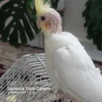 عروس هلندی جوجه