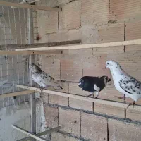 ۴ عدد کبوتر نر پرشی