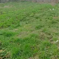 قلات ۵ گلستان