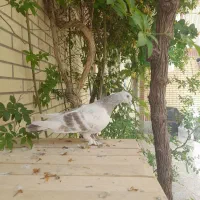 ترکی|پرنده|برخوار, |دیوار