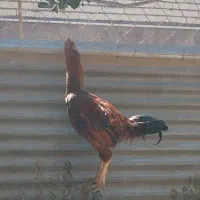خروس لاری اصیل