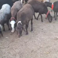 میش وبره