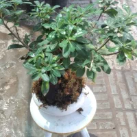 بنسای میخک با گلدان