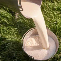 شیر و ماست گوسفندی