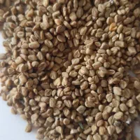 فروش بذر شنبلیله اردستانی
