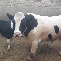 گوساله سنگین برای دهه محرم