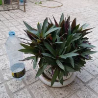 گل و گیاه طبیعی