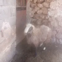 بره قوچ بختیاری شاخ دار