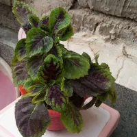 حراج گل دوتاش