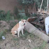 سگ گله