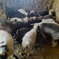 بره