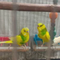 مرغ عشق سالم وسرحال