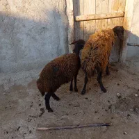گوسفند