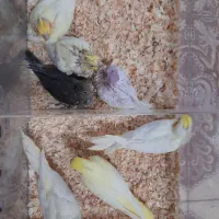 عروس هلندی سرلاکی