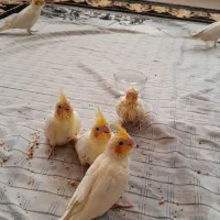 عروس هلندی بچه دار