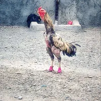 خروس لاری