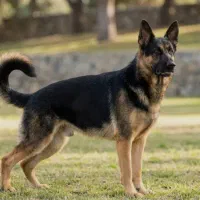 سگ ژرمن شپرد