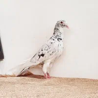 کفتر