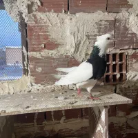 دوتا ماده اویناق سیم التی