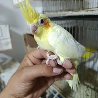 عروس گرینجیک آماده دستی کردن کوتوله قناری|پرنده|سیرجان, |دیوار