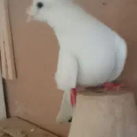 کفتر راعبی سفید ماده