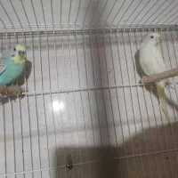 مرغ عشق|پرنده|بوشهر, |دیوار