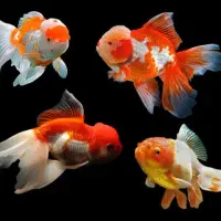 انواع ماهی گلد فیش تک و عمده