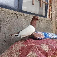 کبوتر سینه هفت‌رنگ دوکت پنبه