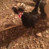 فروش خروس