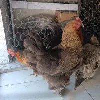 مرغ و خروس