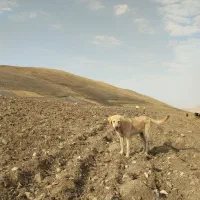 توله سگ عراقی