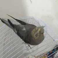 عروس هلندی سینامون بالغ مست