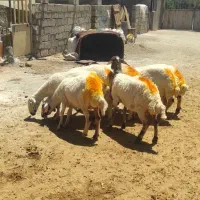 گوسفندداشتی