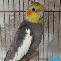 عروس هلندی نر و ماده با دوتا جوجه ۱۰روزه