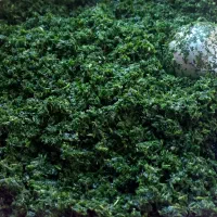 سبزی خورشتی