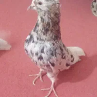 اشعل شهری کبوتر