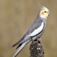 فروش عروس هلندی با جوجه ها