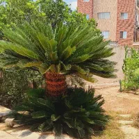 گیاه سیکاس بالغ