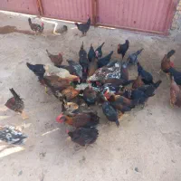 جوجه