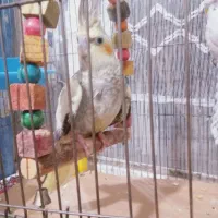 عروس هلندی