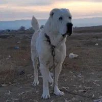 فروش سگ الابای  روسی سراب ژرمن گله ای نگهبان