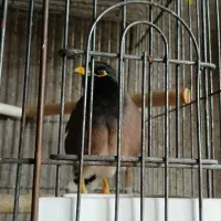 جفت مرغ مینا