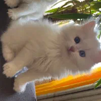 واگذار بچه گربه پرشین