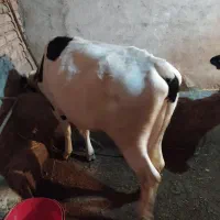 گوساله ماده