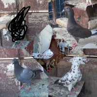 کفتر پررشی خوشتیپ قیمت مناسب