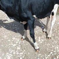 فروش گوساله