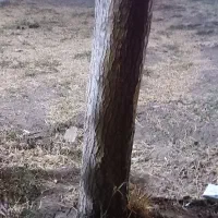 درخت صنوبر