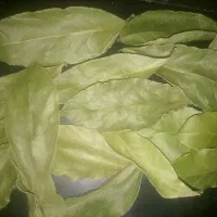 برگ بو اعلا