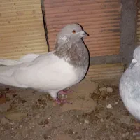 کفتر|پرنده|سراب, |دیوار