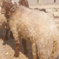 قوچ برای فروش